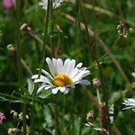 Chesa Arnica A5 By Interhome Daire *