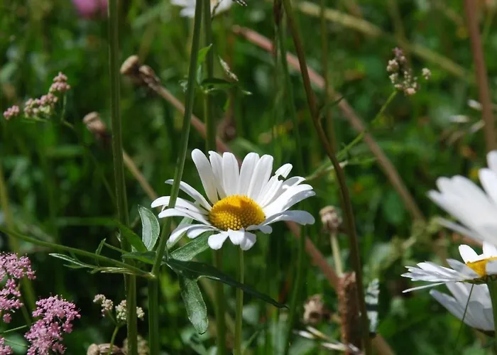 Chesa Arnica A5 By Interhome Lejlighed *