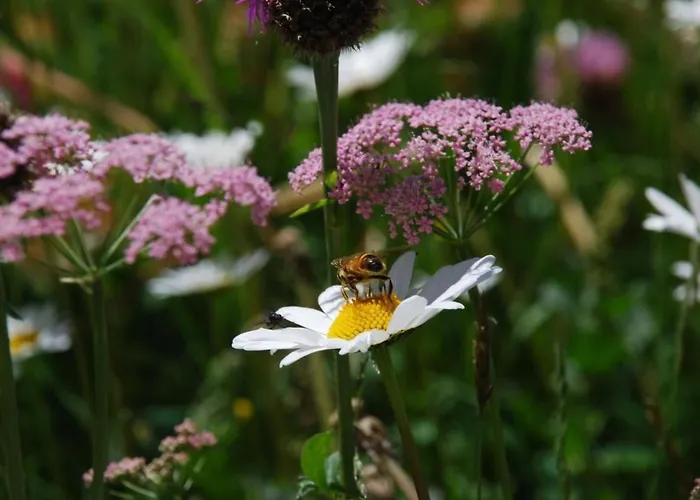 Chesa Arnica A5 By Interhome *