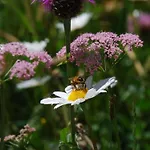 Chesa Arnica A5 By Interhome *