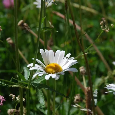 Chesa Arnica A5 By Interhome Apartamento *